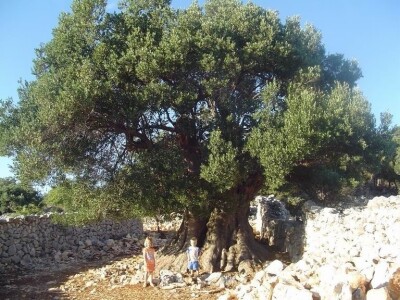 INICIJATIVA DR. IVICE VLATKOVIĆA - Proizvesti ulja od lunjskih maslina za svjetsku pozornicu u New Yorku