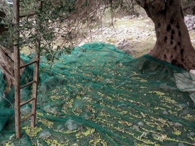 INICIJATIVA DR. IVICE VLATKOVIĆA - Proizvesti ulja od lunjskih maslina za svjetsku pozornicu u New Yorku