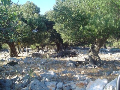 INICIJATIVA DR. IVICE VLATKOVIĆA - Proizvesti ulja od lunjskih maslina za svjetsku pozornicu u New Yorku