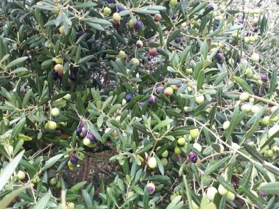 INICIJATIVA DR. IVICE VLATKOVIĆA - Proizvesti ulja od lunjskih maslina za svjetsku pozornicu u New Yorku