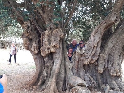 INICIJATIVA DR. IVICE VLATKOVIĆA - Proizvesti ulja od lunjskih maslina za svjetsku pozornicu u New Yorku