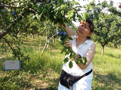 OPG Tarcizio Laganis – Čižo