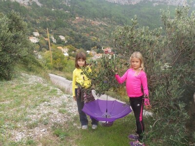 Inovacje u maslinarstvu