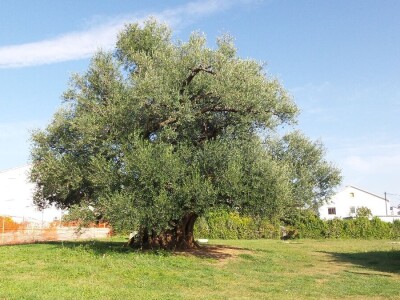 Inovacje u maslinarstvu