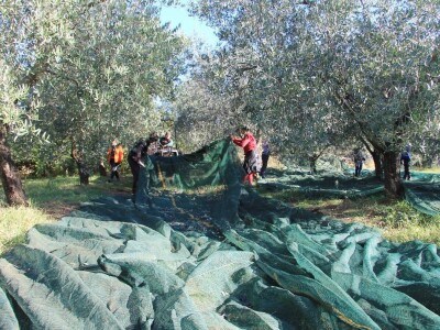 Inovativna berba maslina na OPG-u Chiavalon