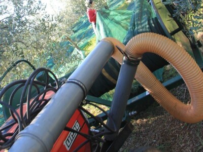 Inovativna berba maslina na OPG-u Chiavalon