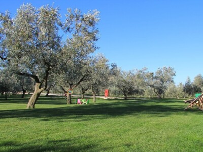 Inovativna berba maslina na OPG-u Chiavalon