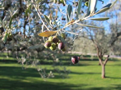 Inovativna berba maslina na OPG-u Chiavalon