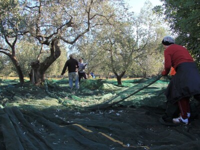Inovativna berba maslina na OPG-u Chiavalon