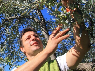 Inovativna berba maslina na OPG-u Chiavalon