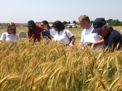 Inovativni program selekcije - pšenica i ječam