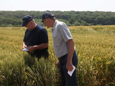 Inovativni program selekcije - pšenica i ječam