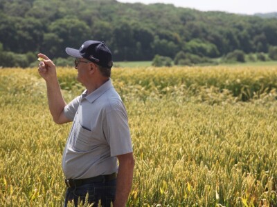 Inovativni program selekcije - pšenica i ječam