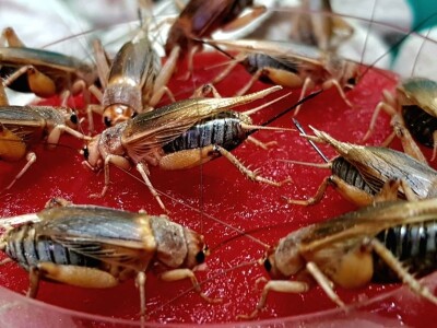 Insektarij - tvornica buba