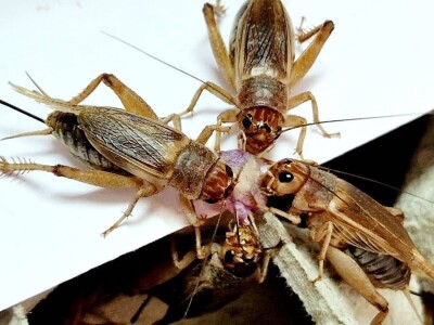 Insektarij - tvornica buba