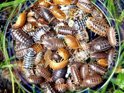 Insektarij - tvornica buba