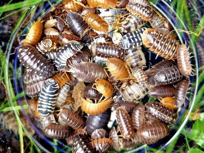 Insektarij - tvornica buba