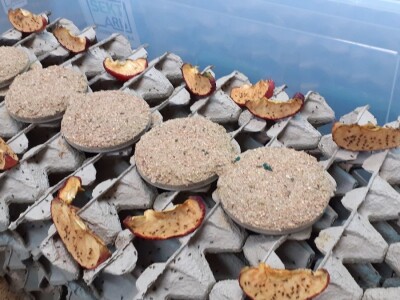 Insektarij - tvornica buba