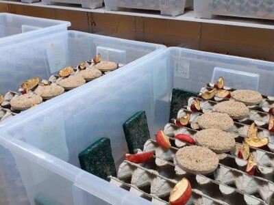 Insektarij - tvornica buba