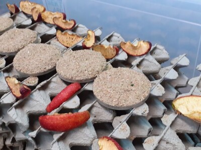 Insektarij - tvornica buba