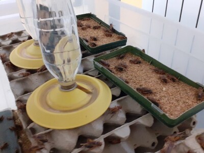 Insektarij - tvornica buba