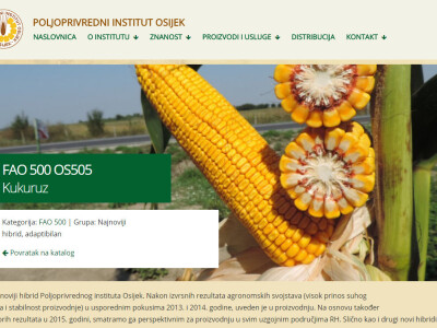 Kukuruz FAO 500 OS505