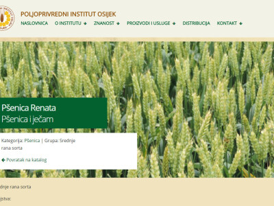 Pšenica Renata