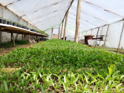 Internet prodaja zamena za pijace