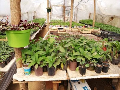 Internet prodaja zamena za pijace