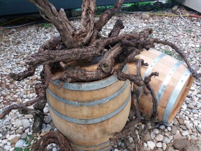 Intervju - dekan Agronomije u Zagrebu prof.dr. Zoran Grgić