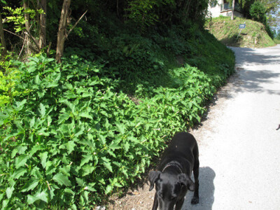 Invazija kužnjaka D. stramonium L. u zagrebačkim Gajnicama manja