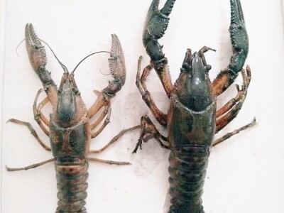 Invazivni rakovi Invazivni rakovi