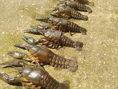 Invazivni rakovi Invazivni rakovi