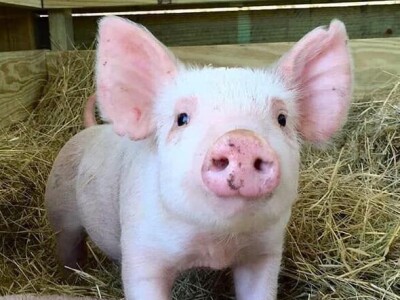 IRENA MAGLAJIĆ OPG MAGLAJIĆ