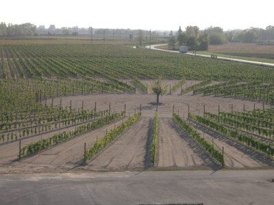 vinograd navodnjavan podzemnim sistemom