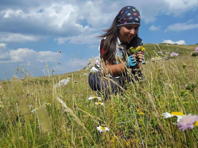 Cvetak čajevi Cvetak čajevi