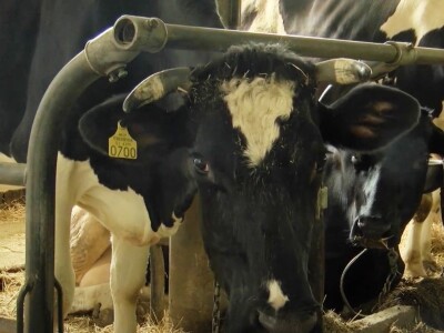 Iskustva slovenskih OPG-ova