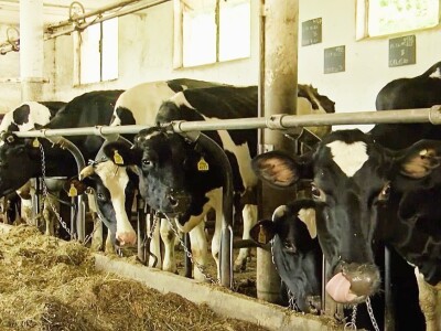 Iskustva slovenskih OPG-ova