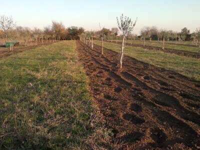 ISKUSTVO KAPETANA DUGE PLODVIDBE DARIA DISCORDIE: Talijanski lovci i psi mu harali po djedovini sve dok imanje nije kultivirao i na njemu posadio 350 stabala maslina!