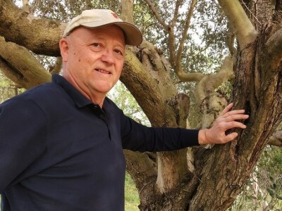 ISKUSTVO KAPETANA DUGE PLODVIDBE DARIA DISCORDIE: Talijanski lovci i psi mu harali po djedovini sve dok imanje nije kultivirao i na njemu posadio 350 stabala maslina!