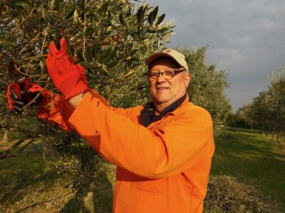 ISKUSTVO KAPETANA DUGE PLODVIDBE DARIA DISCORDIE: Talijanski lovci i psi mu harali po djedovini sve dok imanje nije kultivirao i na njemu posadio 350 stabala maslina!