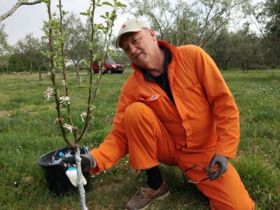 ISKUSTVO KAPETANA DUGE PLODVIDBE DARIA DISCORDIE: Talijanski lovci i psi mu harali po djedovini sve dok imanje nije kultivirao i na njemu posadio 350 stabala maslina!
