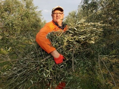 ISKUSTVO KAPETANA DUGE PLODVIDBE DARIA DISCORDIE: Talijanski lovci i psi mu harali po djedovini sve dok imanje nije kultivirao i na njemu posadio 350 stabala maslina!