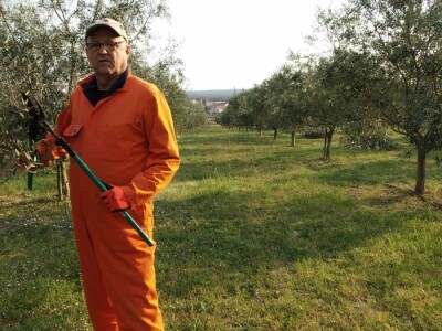 ISKUSTVO KAPETANA DUGE PLODVIDBE DARIA DISCORDIE: Talijanski lovci i psi mu harali po djedovini sve dok imanje nije kultivirao i na njemu posadio 350 stabala maslina!