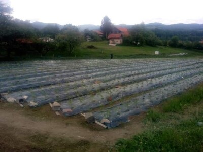 Ismar Aščalić: Kvalitet povrća i presadnica nam je prioritet