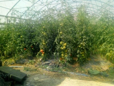 Ismar Aščalić: Kvalitet povrća i presadnica nam je prioritet