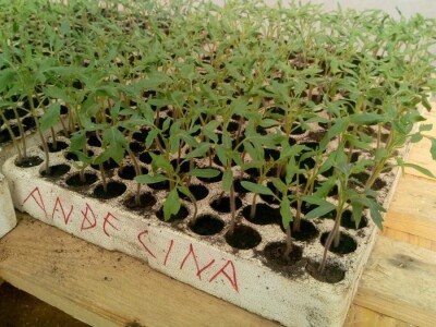 Ismar Aščalić: Kvalitet povrća i presadnica nam je prioritet