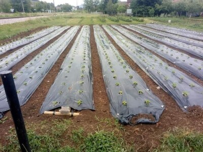 Ismar Aščalić: Kvalitet povrća i presadnica nam je prioritet