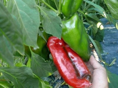 Ismar Aščalić: Kvalitet povrća i presadnica nam je prioritet