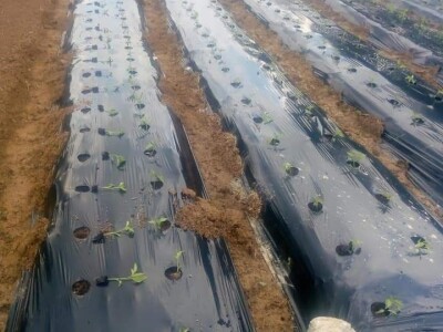 Ismar Aščalić: Kvalitet povrća i presadnica nam je prioritet